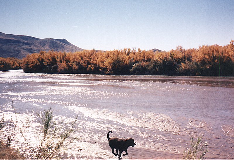 Aries in the Rio Grande 1996