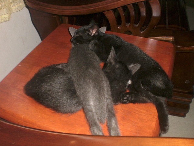 My new kittens =)