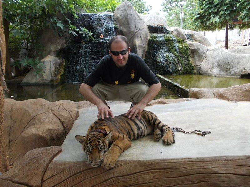 2013 - a tiger in thailand