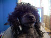 my toy poodle!