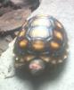 Cherryhead Tortoise