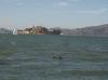 Alcatraz plus two sea lions :)